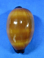 Talparia exusta